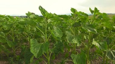 Erken dönem ayçiçeği tarlası Helianthus Annuus ilkbahar zamanı Bavyera, Almanya 'da. Yeşiller yemyeşil yapraklar ve güçlü kökler, tarım ve kırsal kesimin özünü gösteren doğal güneş ışığı altında büyürler.. 