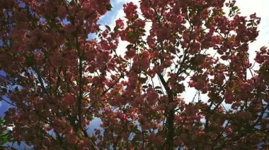 Sersemletici Japon kiraz ağacı Prunus serrulata tamamen çiçek açmış, narin pembe sakura çiçekleriyle süslenmiş, parlak mavi gökyüzüne karşı duruyor. Yeşiller yemyeşil bu sakin bahar sahnesini güzelleştirir.. 