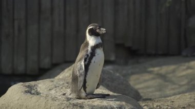 Güney Afrika pengueni, Spheniscus demersus, aynı zamanda Pelerin pengueni veya Afrika pengueni olarak da bilinir, tüylerini bahar güneşinde kayalık bir yüzeye yayarak parlak siyah beyaz tüylerini korur.. 