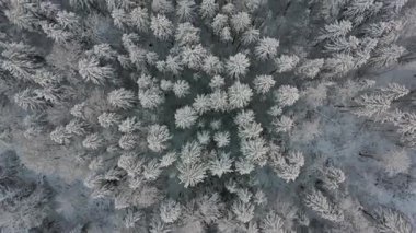 Grainau bei Garmisch-Partenkirchen 'de Badersee kleiner Bergsee, Deutschland Luftaufnahme im Winter. Greinau 'daki dağ gölü. Zümrüt yeşilinden kristal berrak su. Kışın hava manzarası.. 