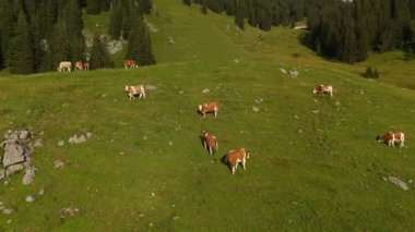 Kahverengi ve beyaz inek sürüsü Alplerdeki dağlarda otluyor. Avrupa Alpleri 'nde yaz mevsiminde sığır otlağı. Dağlarda otlayan ineklerin havadan görünüşü. Tepedeki çiftlik hayvanlarının insansız hava aracı görüntüsü