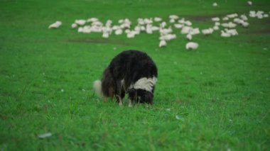 Siyah ve beyaz Border Collie yemyeşil alanda kaz sürüsünü dikkatle gözlemler. Kırsal kesimde köpeklerin çevikliği, zekası ve doğal sürücülük içgüdüleri kırsal kesimde sergileniyor.. 