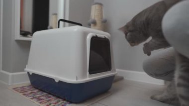 Gri kedi yeni kapalı bir çöp kutusuna girmeyi reddediyor. Bir kadın tereddüt eden hayvanı rehberlik ederek ve içine bir avro koyarak ikna etmeye çalışıyor. Evcil hayvan bakımı ve kedi davranışları gösteren kapalı bir sahne. 