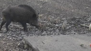 Vahşi doğadaki çocuk yavrularıyla birlikte dişi yaban domuzu. Anne ve yavru domuzlar. Sus scrofa. Sakallı domuzlar Borneo ailesi. Yaban domuzu ailesi annesi ve çizgili domuz yavrusu. Vahşi yaşam. Aktif genç domuzlar. 