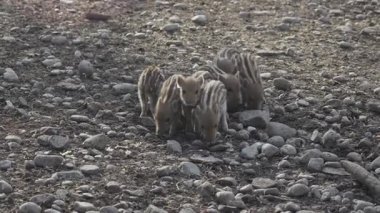 Vahşi doğadaki çocuk yavrularıyla birlikte dişi yaban domuzu. Anne ve yavru domuzlar. Sus scrofa. Sakallı domuzlar Borneo ailesi. Yaban domuzu ailesi annesi ve çizgili domuz yavrusu. Vahşi yaşam. Aktif genç domuzlar. 
