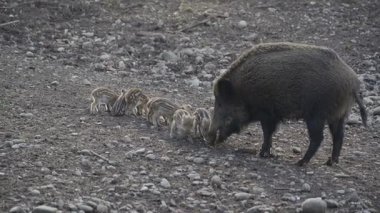 Vahşi doğadaki çocuk yavrularıyla birlikte dişi yaban domuzu. Anne ve yavru domuzlar. Sus scrofa. Sakallı domuzlar Borneo ailesi. Yaban domuzu ailesi annesi ve çizgili domuz yavrusu. Vahşi yaşam. Aktif genç domuzlar. 