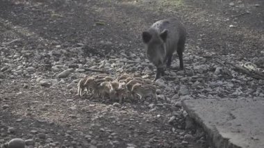 Vahşi doğadaki çocuk yavrularıyla birlikte dişi yaban domuzu. Anne ve yavru domuzlar. Sus scrofa. Sakallı domuzlar Borneo ailesi. Yaban domuzu ailesi annesi ve çizgili domuz yavrusu. Vahşi yaşam. Aktif genç domuzlar. 