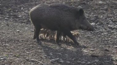 Vahşi doğadaki çocuk yavrularıyla birlikte dişi yaban domuzu. Anne ve yavru domuzlar. Sus scrofa. Sakallı domuzlar Borneo ailesi. Yaban domuzu ailesi annesi ve çizgili domuz yavrusu. Vahşi yaşam. Aktif genç domuzlar. 