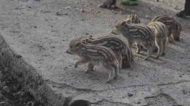 Vahşi doğadaki çocuk yavrularıyla birlikte dişi yaban domuzu. Anne ve yavru domuzlar. Sus scrofa. Sakallı domuzlar Borneo ailesi. Yaban domuzu ailesi annesi ve çizgili domuz yavrusu. Vahşi yaşam. Aktif genç domuzlar. 