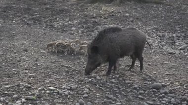 Vahşi doğadaki çocuk yavrularıyla birlikte dişi yaban domuzu. Anne ve yavru domuzlar. Sus scrofa. Sakallı domuzlar Borneo ailesi. Yaban domuzu ailesi annesi ve çizgili domuz yavrusu. Vahşi yaşam. Aktif genç domuzlar. 