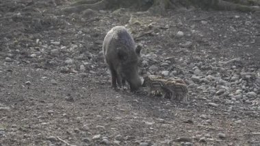Vahşi doğadaki çocuk yavrularıyla birlikte dişi yaban domuzu. Anne ve yavru domuzlar. Sus scrofa. Sakallı domuzlar Borneo ailesi. Yaban domuzu ailesi annesi ve çizgili domuz yavrusu. Vahşi yaşam. Aktif genç domuzlar. 