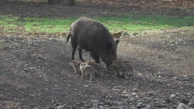 Vahşi doğadaki çocuk yavrularıyla birlikte dişi yaban domuzu. Anne ve yavru domuzlar. Sus scrofa. Sakallı domuzlar Borneo ailesi. Yaban domuzu ailesi annesi ve çizgili domuz yavrusu. Vahşi yaşam. Aktif genç domuzlar. 