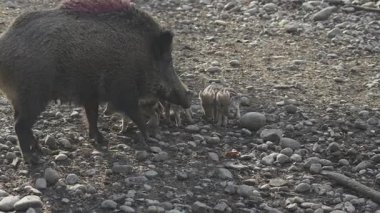 Vahşi doğadaki çocuk yavrularıyla birlikte dişi yaban domuzu. Anne ve yavru domuzlar. Sus scrofa. Sakallı domuzlar Borneo ailesi. Yaban domuzu ailesi annesi ve çizgili domuz yavrusu. Vahşi yaşam. Aktif genç domuzlar. 