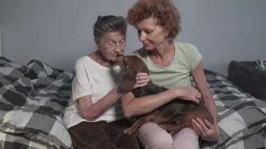 Aile değerleri ve evcil hayvanlar için sevgi teması. Yaşlı bir kız ve yaşlı bir anne yatak odasında kahverengi dachshund köpeğini kucaklıyor ve okşuyor. Dostluk hayvanı ve insan yaşam tarzı konsepti. 