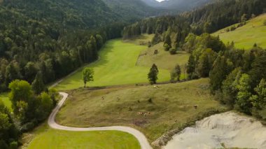 Almanya 'daki Bavyera Alplerinde otlayan ineklerin insansız hava aracı görüntüsü. Eylül ayında Almanya 'nın Bavyera dağlarındaki yamaçlarda otlayan evcil sığır sürülerinin hava manzarası. 