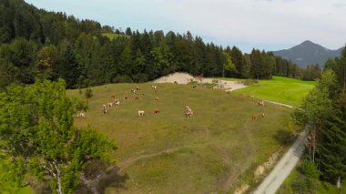 Almanya 'daki Bavyera Alplerinde otlayan ineklerin insansız hava aracı görüntüsü. Eylül ayında Almanya 'nın Bavyera dağlarındaki yamaçlarda otlayan evcil sığır sürülerinin hava manzarası. 
