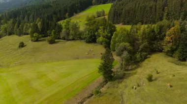 Almanya 'daki Bavyera Alplerinde otlayan ineklerin insansız hava aracı görüntüsü. Eylül ayında Almanya 'nın Bavyera dağlarındaki yamaçlarda otlayan evcil sığır sürülerinin hava manzarası. 