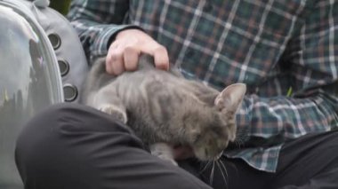 Adamın elleri parktaki çimlerde oturan gri kedisini okşuyor şeffaf bir hayvan taşıyıcı sırt çantasının yanında. Evcil kediyle dışarıda vakit geçirmek. Erkek oynamak ve dışarıda gri kediyle eğlenmek.. 