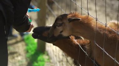 İnsanlar eko-çiftlikteki Kamerun keçileriyle besleniyor ve iletişim kuruyor. Sürdürülebilir tarım, hayvan etkileşimi ve küçük ve dost çiftlik hayvanlarıyla keyifli kırsal deneyimler.. 