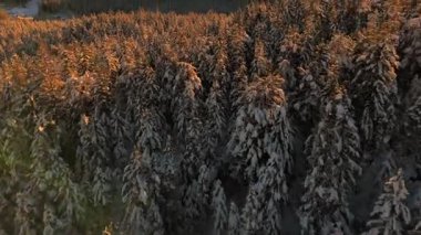 Alman Bavyera Alpleri 'ndeki kar kaplı ağaç tepelerinde nefes kesen hava manzarası, Zugspitze kitsif sergileniyor. Zugspitze Gipfel Wetterstein Dağları 'nın en yüksek zirvesi ve Almanya' nın en yüksek dağı. 