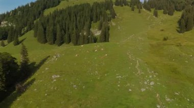 Kahverengi ve beyaz inek sürüsü Alplerdeki dağlarda otluyor. Avrupa Alpleri 'nde yaz mevsiminde sığır otlağı. Dağlarda otlayan ineklerin havadan görünüşü. Tepedeki çiftlik hayvanlarının insansız hava aracı görüntüsü
