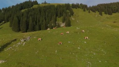 Kahverengi ve beyaz inek sürüsü Alplerdeki dağlarda otluyor. Avrupa Alpleri 'nde yaz mevsiminde sığır otlağı. Dağlarda otlayan ineklerin havadan görünüşü. Tepedeki çiftlik hayvanlarının insansız hava aracı görüntüsü
