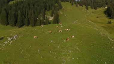 Kahverengi ve beyaz inek sürüsü Alplerdeki dağlarda otluyor. Avrupa Alpleri 'nde yaz mevsiminde sığır otlağı. Dağlarda otlayan ineklerin havadan görünüşü. Tepedeki çiftlik hayvanlarının insansız hava aracı görüntüsü