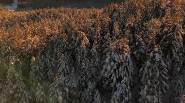 Alman Bavyera Alpleri 'ndeki kar kaplı ağaç tepelerinde nefes kesen hava manzarası, Zugspitze kitsif sergileniyor. Zugspitze Gipfel Wetterstein Dağları 'nın en yüksek zirvesi ve Almanya' nın en yüksek dağı.