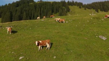 Kahverengi ve beyaz inek sürüsü Alplerdeki dağlarda otluyor. Avrupa Alpleri 'nde yaz mevsiminde sığır otlağı. Dağlarda otlayan ineklerin havadan görünüşü. Tepedeki çiftlik hayvanlarının insansız hava aracı görüntüsü