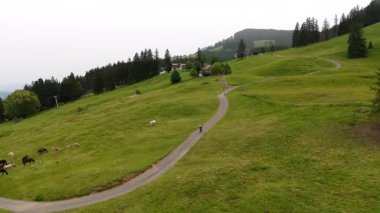 Erkek bisikletçi çakıllı bisiklete biniyor ve Almanya 'nın Alplerinde otlayan safkan at sürüsüyle karşılaşıyor. Bir çakıl bisikletçisi dağ yolunda giderken bir at sürüsüyle karşılaştı..