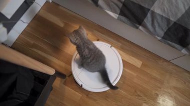Evde otomatik ekipman işe yarıyor. Çizgili İskoç renkli komik kedi yavrusu evde robot elektrikli süpürge temizleme odasında oynarken oynuyor. Akıllı ev aletleri.