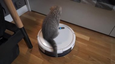 Evcil hayvan dostu temizlemek için akıllıca bir teknoloji. Yuvarlak beyaz robot süpürge yerleri temizlerken gri İskoç heteroseksüel kedi evde tasasız oynuyor. Küçük kedi ve robot elektrikli süpürge odada..