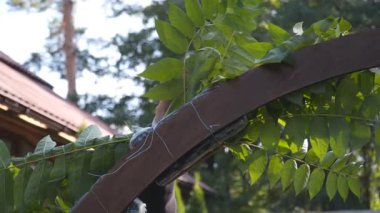 Profesyonel çiçekçi düğün kaydı için festival kemerini dekore ediyor. Kadın düğün dekoru kuruyor. Dekoratör, açık hava düğün törenini çiçekler ve yeşilliklerle süslüyor..