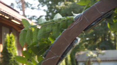 Personel etkinliği ajansı iş başında. Çiçekçiler biner, çiçekleri düğün töreni için kemerle süslerler. Profesyonelce düğün dekorasyonu yaratmak. Çiçekçilik. Düğün kemeri için çiçek kompozisyonuyla çalışan bir dekoratör