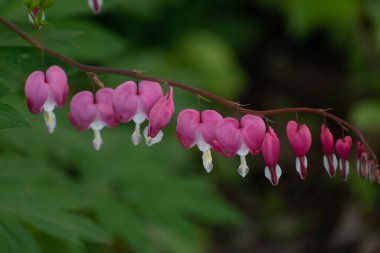 Daldan sarkan canlı kanayan kalpler. Yüksek kaliteli fotoğraf.