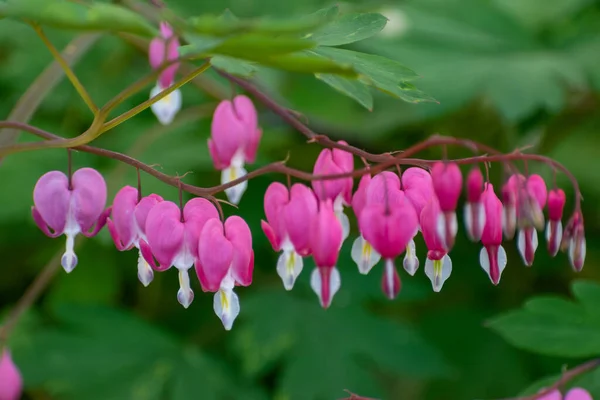 stock image Closeup of vibrant bleeding hearts hanging from a branch. High-quality photo