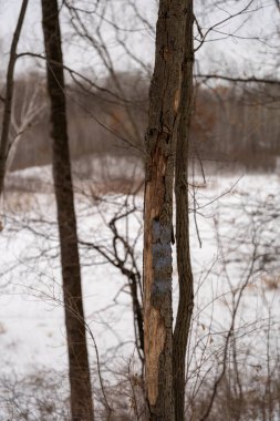Kışın yerel bir Minnesota parkında donmuş ve bulutlu bir kar ve ağaç manzarası. Eden Prairie, Minnesota 'da yüksek kaliteli fotoğraf..