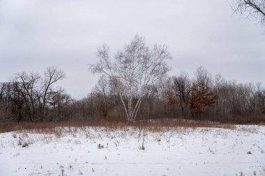 Kışın yerel bir Minnesota parkında donmuş ve bulutlu bir kar ve ağaç manzarası. Eden Prairie, Minnesota 'da yüksek kaliteli fotoğraf..