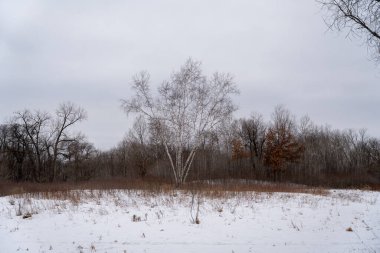 Kışın yerel bir Minnesota parkında donmuş ve bulutlu bir kar ve ağaç manzarası. Eden Prairie, Minnesota 'da yüksek kaliteli fotoğraf..