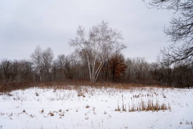 Kışın yerel bir Minnesota parkında donmuş ve bulutlu bir kar ve ağaç manzarası. Eden Prairie, Minnesota 'da yüksek kaliteli fotoğraf..