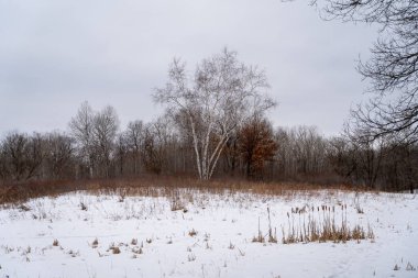 Kışın yerel bir Minnesota parkında donmuş ve bulutlu bir kar ve ağaç manzarası. Eden Prairie, Minnesota 'da yüksek kaliteli fotoğraf..