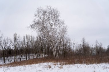 Kışın yerel bir Minnesota parkında donmuş ve bulutlu bir kar ve ağaç manzarası. Eden Prairie, Minnesota 'da yüksek kaliteli fotoğraf..