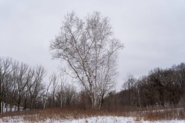 Kışın yerel bir Minnesota parkında donmuş ve bulutlu bir kar ve ağaç manzarası. Eden Prairie, Minnesota 'da yüksek kaliteli fotoğraf..