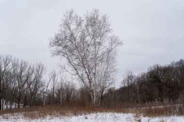 Kışın yerel bir Minnesota parkında donmuş ve bulutlu bir kar ve ağaç manzarası. Eden Prairie, Minnesota 'da yüksek kaliteli fotoğraf..