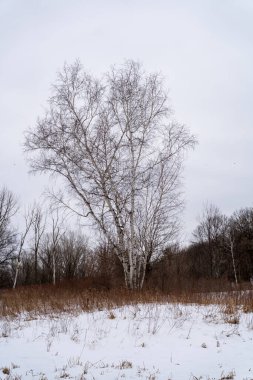 Kışın yerel bir Minnesota parkında donmuş ve bulutlu bir kar ve ağaç manzarası. Eden Prairie, Minnesota 'da yüksek kaliteli fotoğraf..