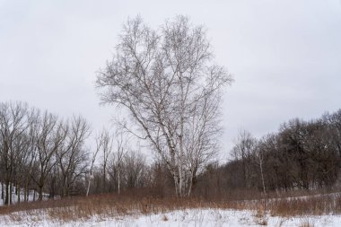 Kışın yerel bir Minnesota parkında donmuş ve bulutlu bir kar ve ağaç manzarası. Eden Prairie, Minnesota 'da yüksek kaliteli fotoğraf..