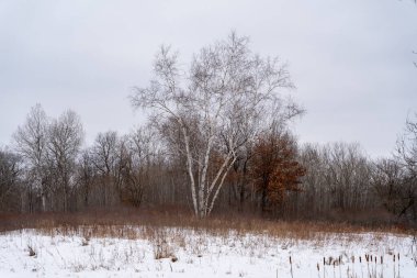 Kışın yerel bir Minnesota parkında donmuş ve bulutlu bir kar ve ağaç manzarası. Eden Prairie, Minnesota 'da yüksek kaliteli fotoğraf..