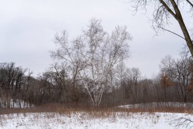 Kışın yerel bir Minnesota parkında donmuş ve bulutlu bir kar ve ağaç manzarası. Eden Prairie, Minnesota 'da yüksek kaliteli fotoğraf..