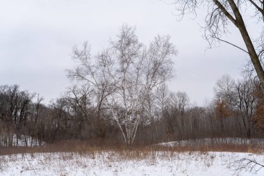 Kışın yerel bir Minnesota parkında donmuş ve bulutlu bir kar ve ağaç manzarası. Eden Prairie, Minnesota 'da yüksek kaliteli fotoğraf..