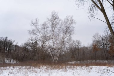 Kışın yerel bir Minnesota parkında donmuş ve bulutlu bir kar ve ağaç manzarası. Eden Prairie, Minnesota 'da yüksek kaliteli fotoğraf..